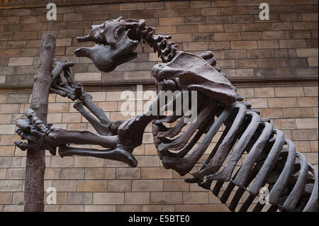 Skeleton of extinct mammal giant ground sloth Megatherium americanum ...