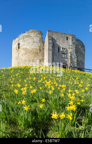 Daffodils on the mound at Clifford's Tower York, North Yorkshire, England. Stock Photo