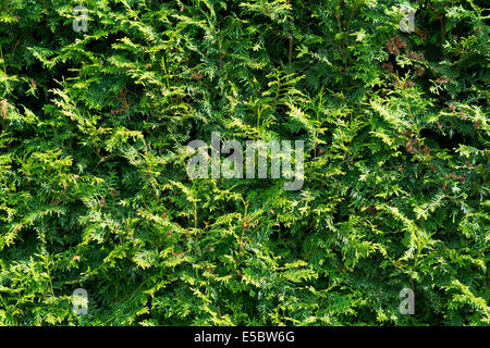 green background - hedge a creature of Thuja Stock Photo