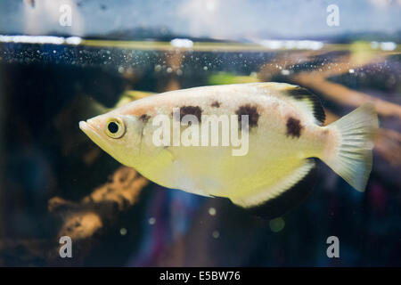 aquarium fish - archer fish (Toxotes jaculatrix) Stock Photo