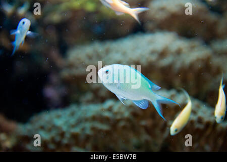 saltwater,aquarium,fish,Chromis,virdis Stock Photo