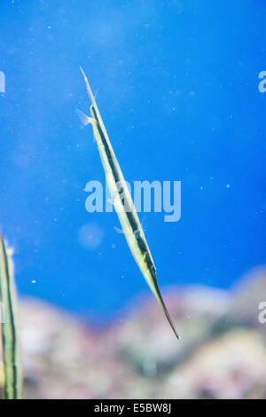 saltwater fish Razorfish - Aeoliscus strigatus Stock Photo