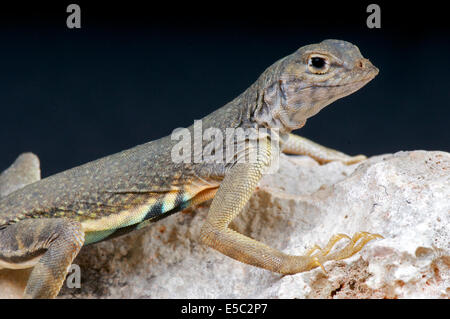 Greater earless lizard / Cophosaurus texanus Stock Photo