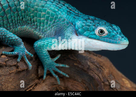 Blue alligator lizard / Abronia graminea
