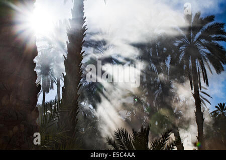 Palm date trees in the largest oasis of Tozeur in Tunisia Stock Photo