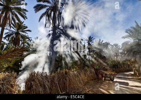 Palm date trees in the largest oasis of Tozeur in Tunisia Stock Photo