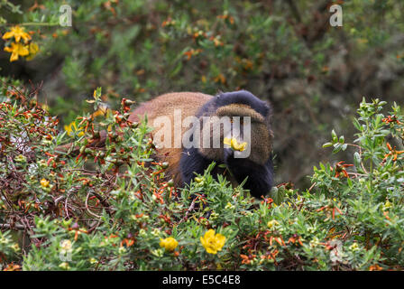 Golden Monkey (Cercopithecus kandti) eating a flower in Mgahinga National Park Uganda. Stock Photo