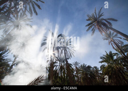 Palm date trees in the largest oasis of Tozeur in Tunisia Stock Photo