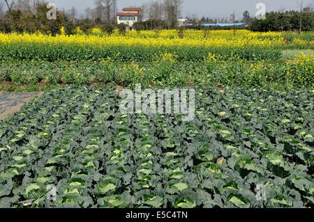 Pengzhou, China: Field of Cabbages and yellow Rapeseed oil flowers on a Sichuan Province farm