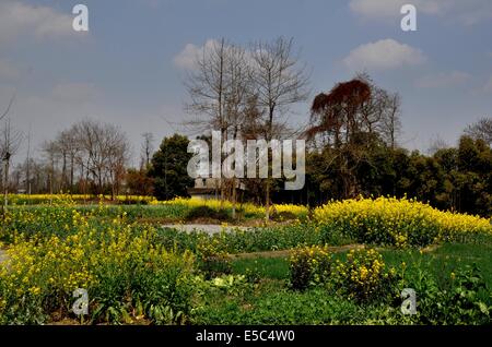 Pengzhou, China: Fields of yellow Rapeseed oil flowers in Spring on a Sichuan province farm