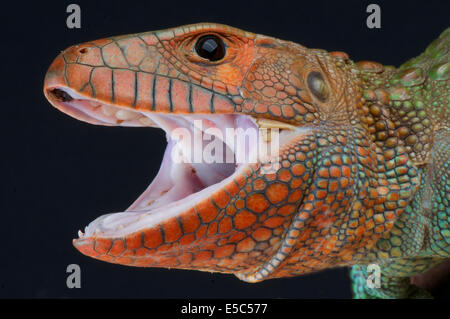 Caiman lizard / Dracaena guianensis Stock Photo