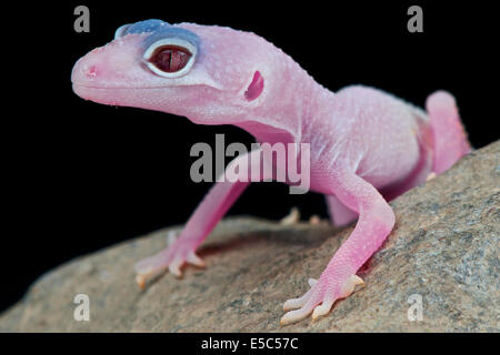 Leopard gecko / Eublepharis macularius Stock Photo