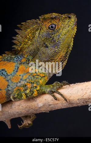 Chameleon agama / Gonocephalus chamaeleontinus Stock Photo
