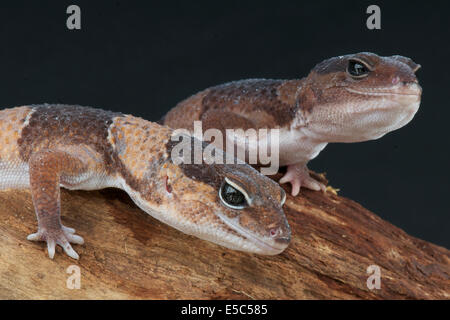 Fat-tailed gecko / Hemitheconyx caudicinctus Stock Photo