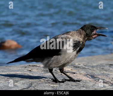 Hooded Crow (Corvus corone cornix) croaking on the rocky sea shore in Seurasaari island in Helsinki, Finland. Stock Photo