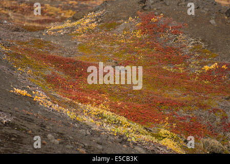 Closeup of arctic tundra vegetation in summer and autumn in greenland with red and yellow colors Stock Photo