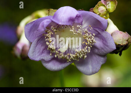 Unusual flowers of the woodland plant, Deinanthe bifida x caerulea Stock Photo