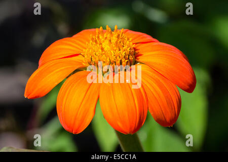 Bright orange flower of Tithonia rotundifolia 'Torch' Stock Photo