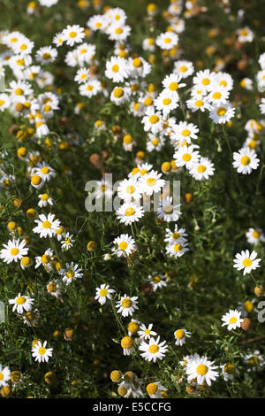 Chamaemelum nobile. English camomile flowers. Stock Photo