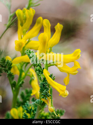 Corydalis aurea; Golden Smoke; Fumariaceae; Fumitory; wildflowers in bloom, Central Colorado, USA Stock Photo