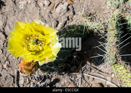 Bumblebee collects pollen on Opuntia polyacantha; Pricklypear Cactus; Cactaceae; Cactus; wildflowers in bloom, Central Colorado Stock Photo