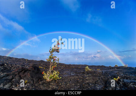 Double rainbow over ohia tree in growing in lava flow; Chain of Craters Road, Hawaii Volcanoes National Park. Stock Photo