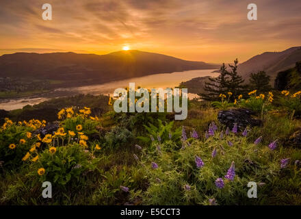 Lupine and balsamroot at Rowena Crest, Oregon, with sunrise over the Columbia River Gorge. Stock Photo