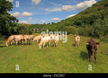 Cows across a footpath in Monsal Dale below Headstone Viaduct and Monsal Trail, Derbyshire, Peak District National Park, England, UK. Stock Photo