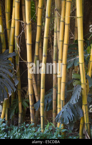 Grove of Bamboo plants.(Bambusa sp.).Bangalore,India Stock Photo