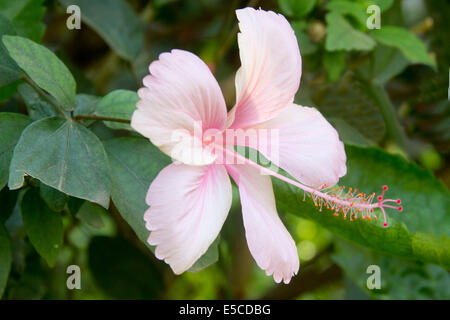Hibiscus flower-closeup(Hibiscus rosasinensis).Bangalore,India Stock Photo