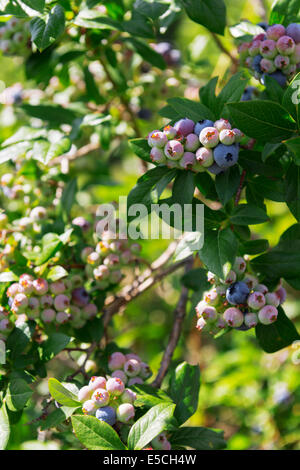 Blueberry bush closeup of berries. Ontario, Canada. Stock Photo