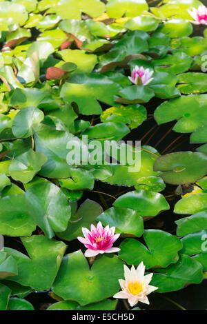 Flowering water lilies in a pond Stock Photo