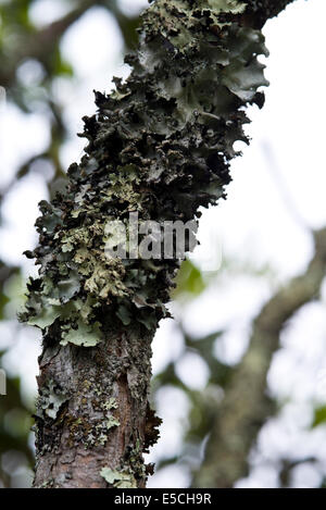 Lichen growing on trees near the Blue Ridge Parkway in Western North Carolina