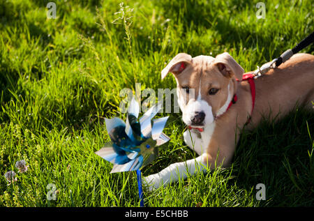 Dog Playing with Pin-Wheel on a bright sunny morning Stock Photo