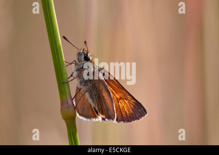 Small Skipper butterfly at rest on grass. Charmouth, Dorset, England. Stock Photo