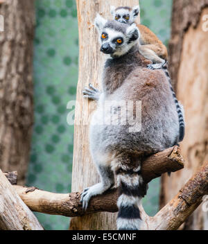 Ring-tailed Lemur (Lemur catta) with young, climbing, Hellabrunn Zoo, Munich, Upper Bavaria, Bavaria, Germany Stock Photo
