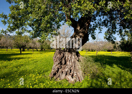 Evergreen Oak (Quercus ilex) on flowering clover meadow, Majorca, Balearic Islands, Spain Stock Photo
