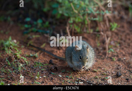 Four-striped grass mouse (Rhabdomys pumilio), Little Karoo, Western Cape, South Africa Stock Photo