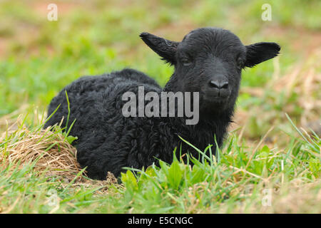 Newborn black lamb on a meadow, Heligoland, Schleswig-Holstein, Germany Stock Photo