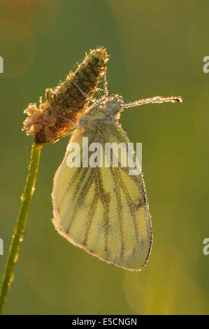 Large White (Pieris brassicae), covered with dew, perched on a blade of grass, North Rhine-Westphalia, Germany