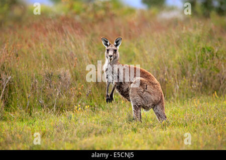 Eastern Grey Kangaroo (Macropus giganteus), adult, alert, Wilsons Promontory National Park, Victoria, Australia Stock Photo