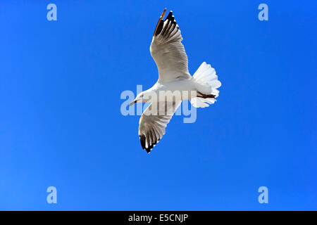 Silver Gull (Larus novaehollandiae), flying, South Australia, Australia Stock Photo