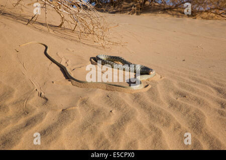 Braid Snake or Jan's Cliff Racer (Coluber rhodorachis) Photographed in Israel Stock Photo