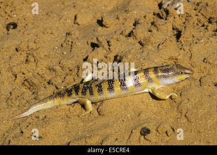 Sandfish (Scincus scincus) is a species of skink that burrows into the sand and swims through it. It is native to north Africa a Stock Photo