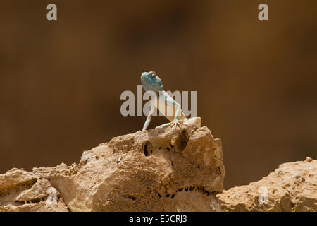 Sinai agama (Pseudotrapelus sinaitus, formerly Agama sinaita) basking on a rock. Photographed in Israel in May Stock Photo