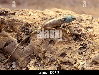 Sinai agama (Pseudotrapelus sinaitus, formerly Agama sinaita) basking on a rock. Photographed in Israel in May Stock Photo