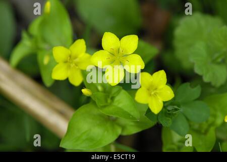 Yellow Pimpernel (Lysimachia nemorum) flowering at spring Stock Photo