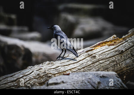 Raven black leaning on a tree branch Stock Photo