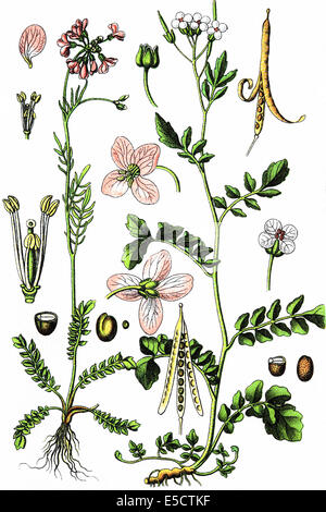 Cardamine pratensis, cuckoo flower or lady's smock. Rechts: Cardamine amara, large bittercress Stock Photo