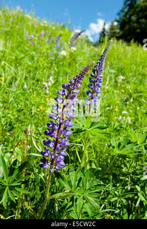 Narrow-leafed or blue lupin  (Lupinus angustifolius), growing wild on a mountain meadow at Verbier, Wallis, Switzerland Stock Photo